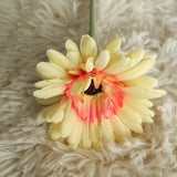 Artificial Barberton Daisy, Pack of 10