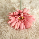 Artificial Barberton Daisy, Pack of 10