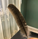 Turkey White Slice Feather