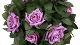 Purple Lush Rose Tree